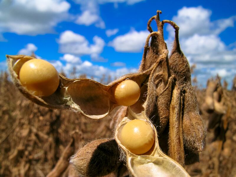 Soy: this year’s dirty commodity?