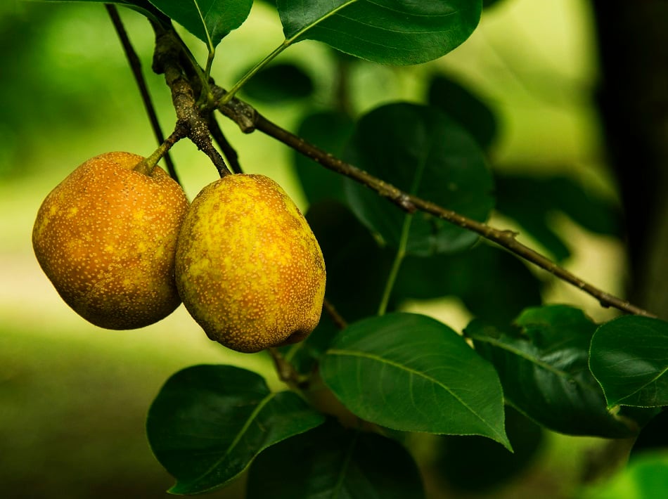 Online database aims to promote conservation and awareness of under-the-radar food species