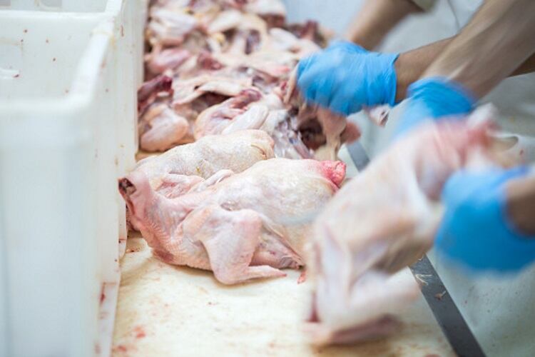 Saudi Arabia extends chicken meat trade ties with Brazil