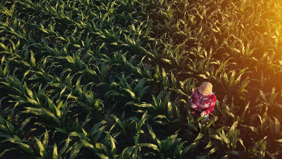 Brazil to have record-setting year for corn production thanks to rotational farming and other advances
