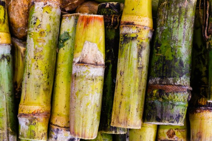 Sustainable sugarcane certification can halve GHG emissions and boost yields: study