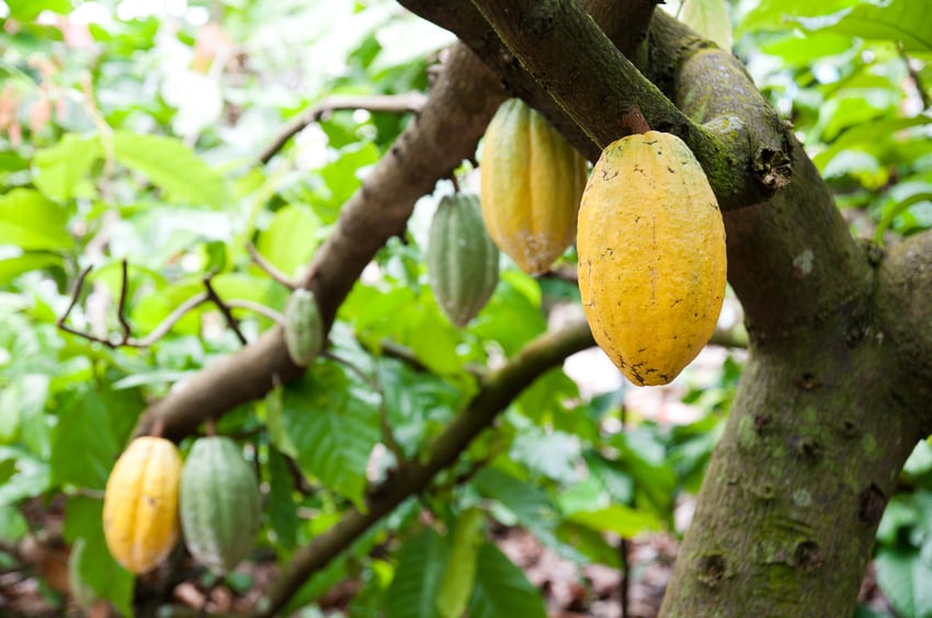 Enhancing cacao production through regenerative agriculture