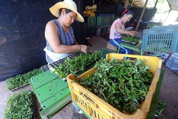 Food-safety-certification-increasing-in-Latin-America-says-BRCGS.jpg
