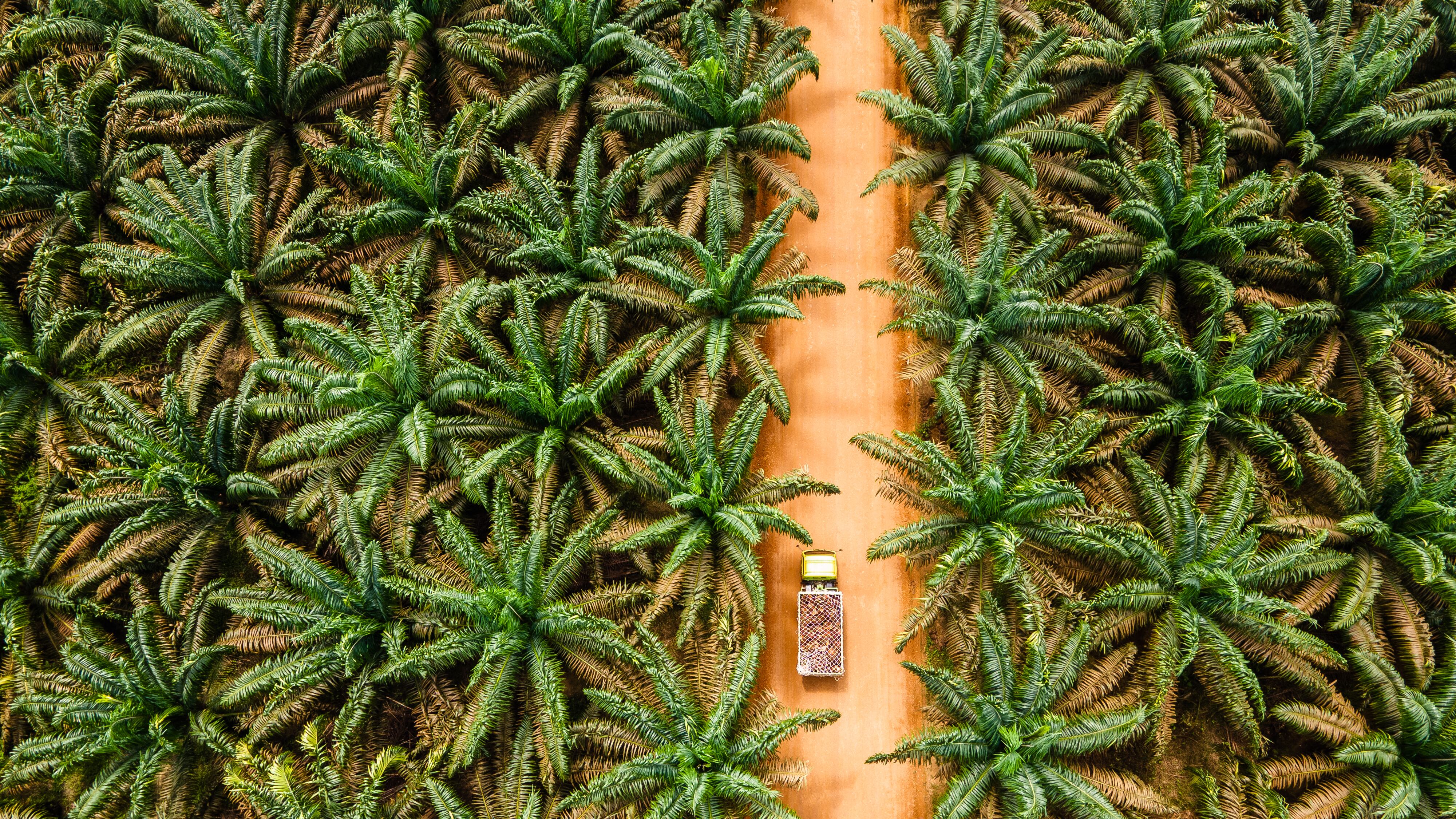RSPO head on EUDR, palm alternatives, and the future of sustainability 