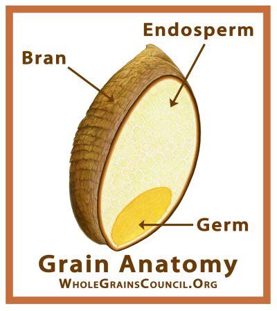 whole-grains-whole-grain-council-diagram.jpg