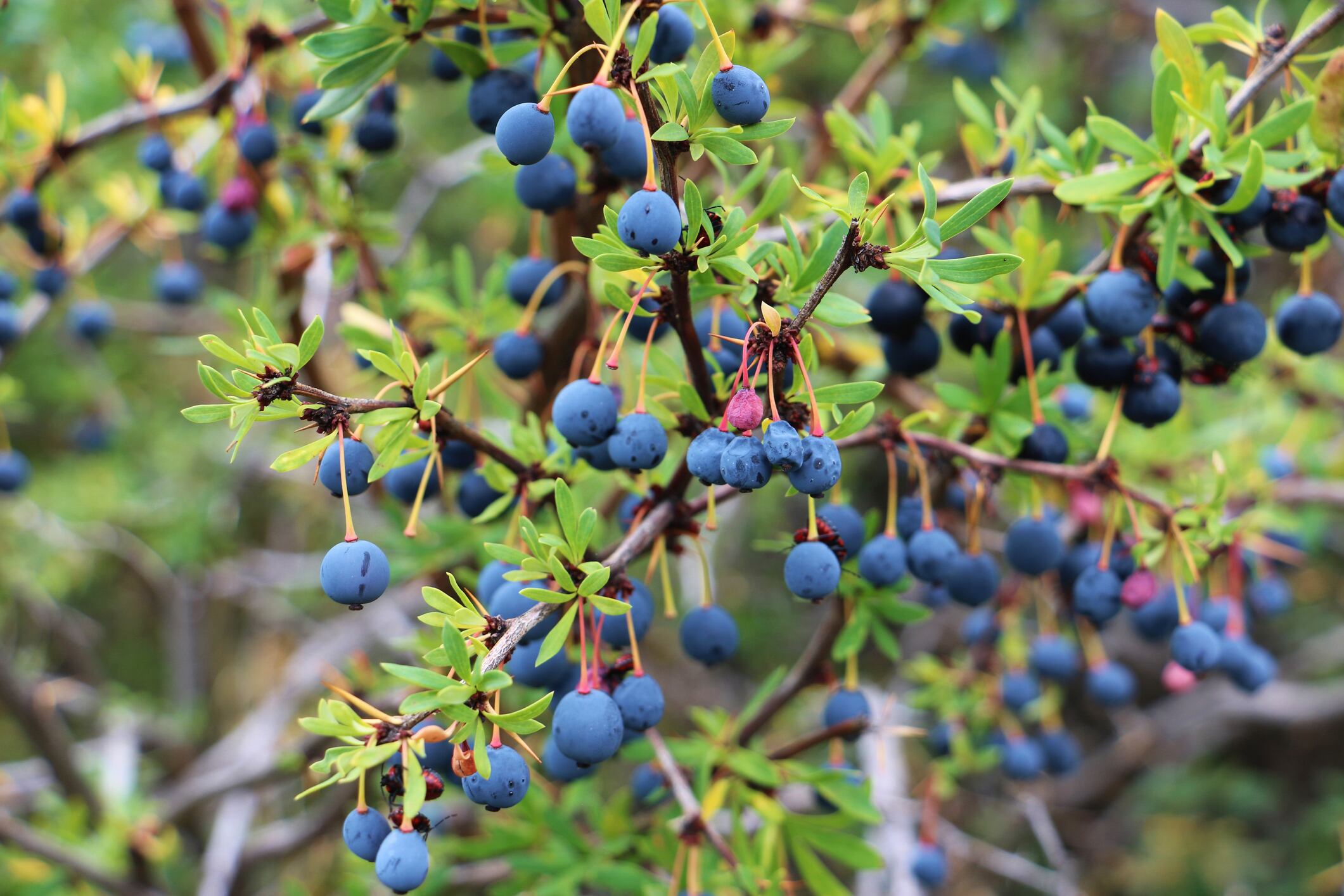 Patagonian berries are ‘a relevant source of bioactive compounds’, says review