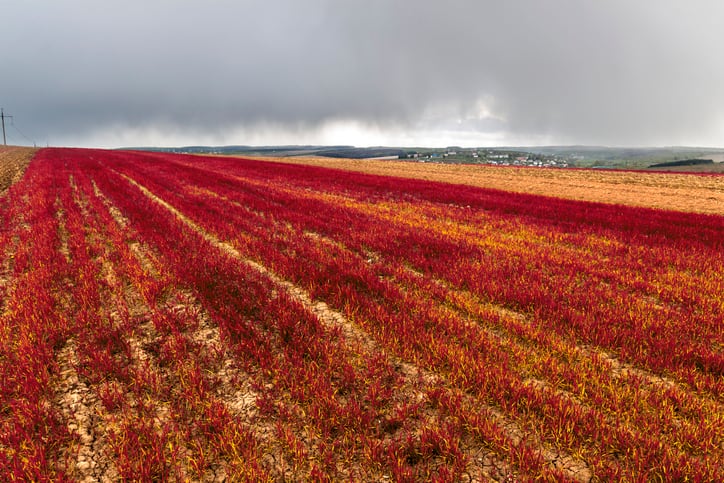 amaranth-field-bilanol.jpg