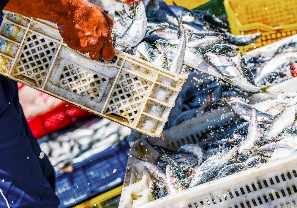 ‘A major milestone towards sustainable seafood production in Ecuador’: FIP accepted onto the IFFO RS Improver Programme