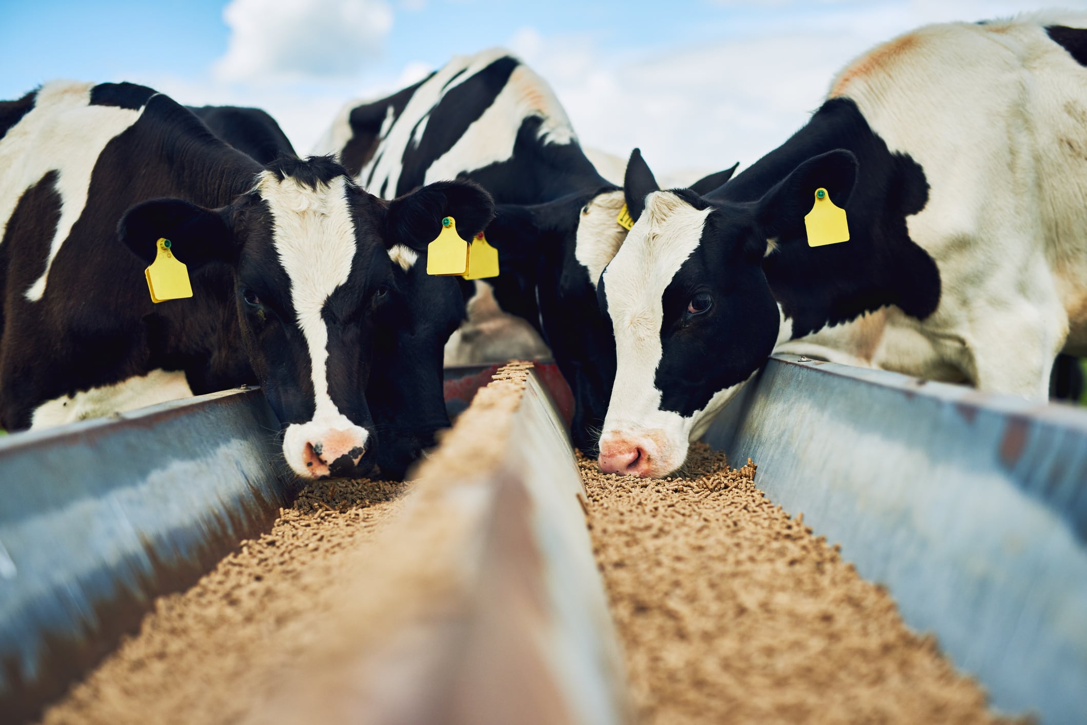 Top 5 benefits of biotics for dairy cattle