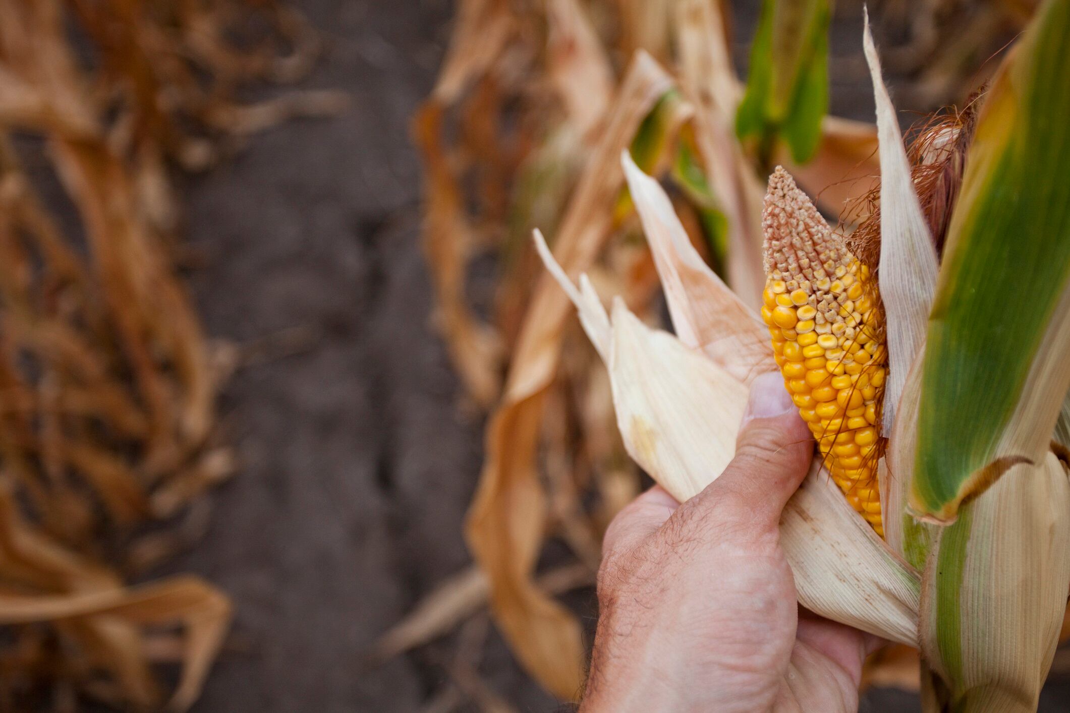 Close up of dried corn on stalk