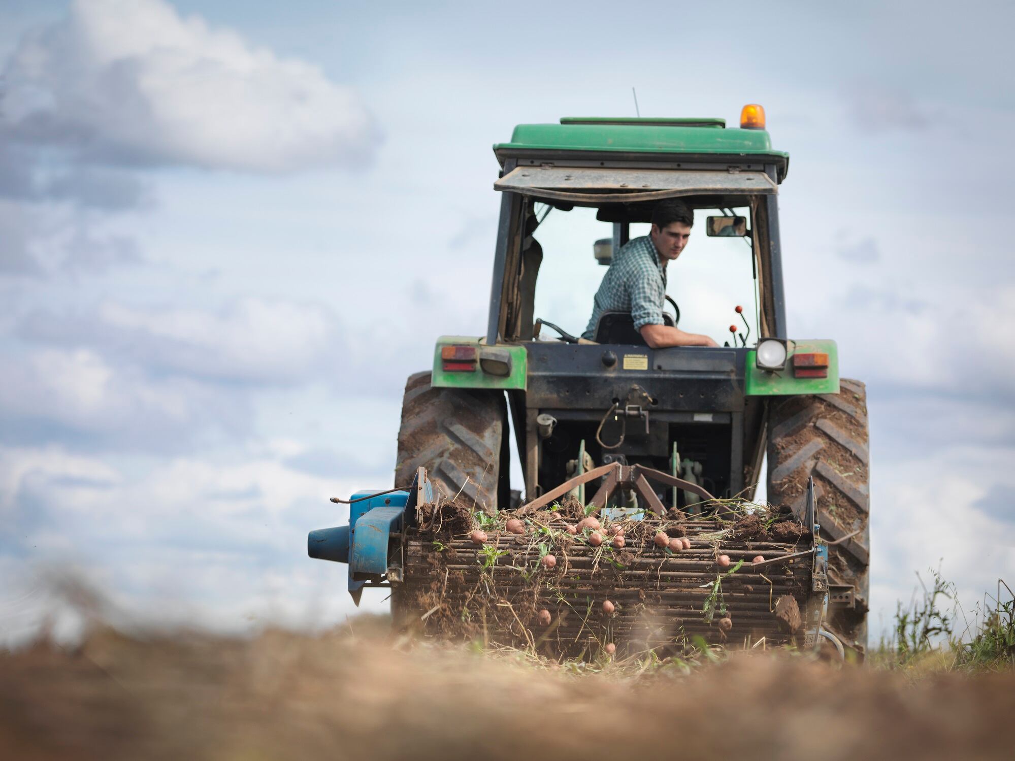 Farmer on tractor harvesting organic potatoes.