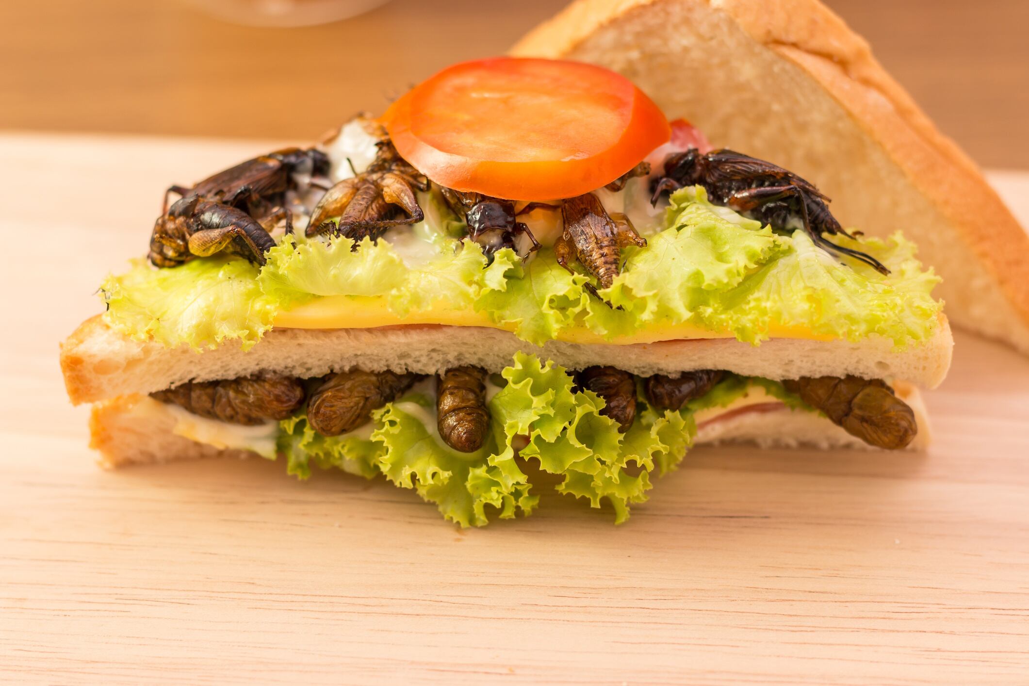 Sandwich made of fried insect meat and mozzarella cheese, mayonnaise and tomato, lettuce