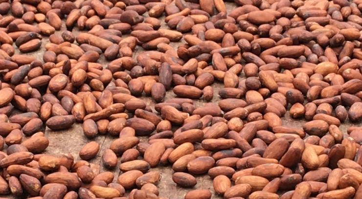 Venezuela’s cocoa floods market as oil sanctions deepen economic crisis