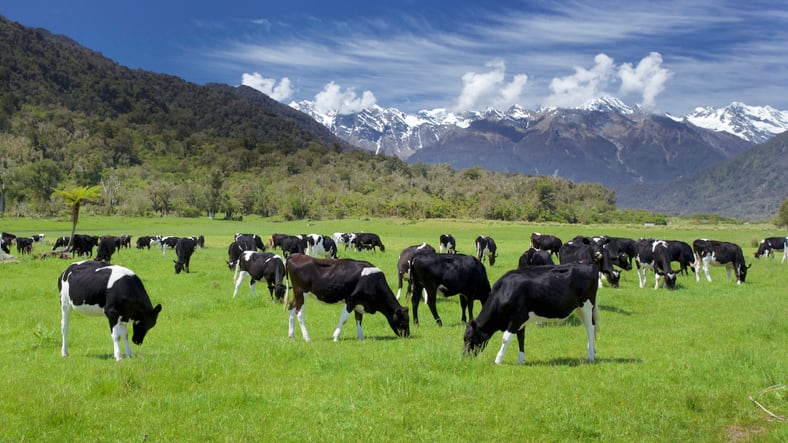 Amazon-backed feed additive can boost milk, meat production while cutting methane
