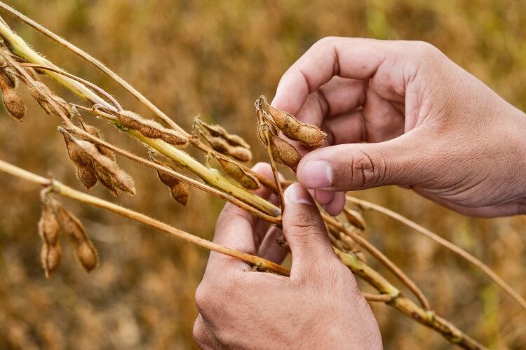 Nestlé talks challenges in sustainable soy: Complex supply chains and legal deforestation