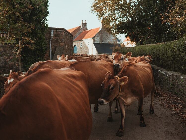 Cultivated meat on a farm? Putting farmers at the centre of a new technology