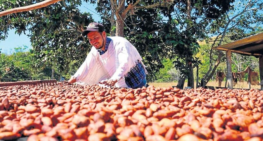 Luker Chocolate extends its sustainability programme into new cocoa-growing communities