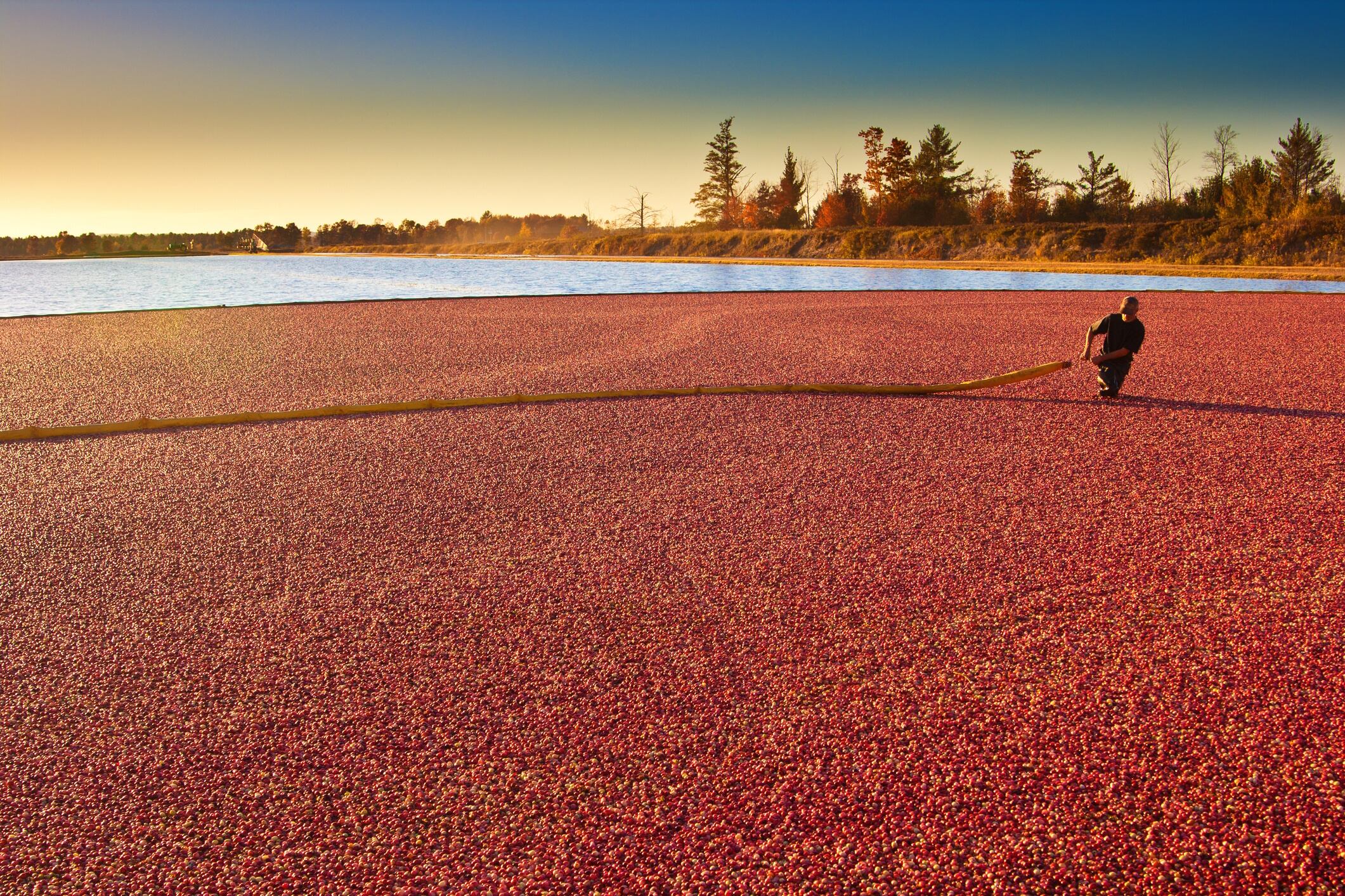 Farm Worker in Cranberry Bog Harvesting the Marsh Field in Wisconsin, USA