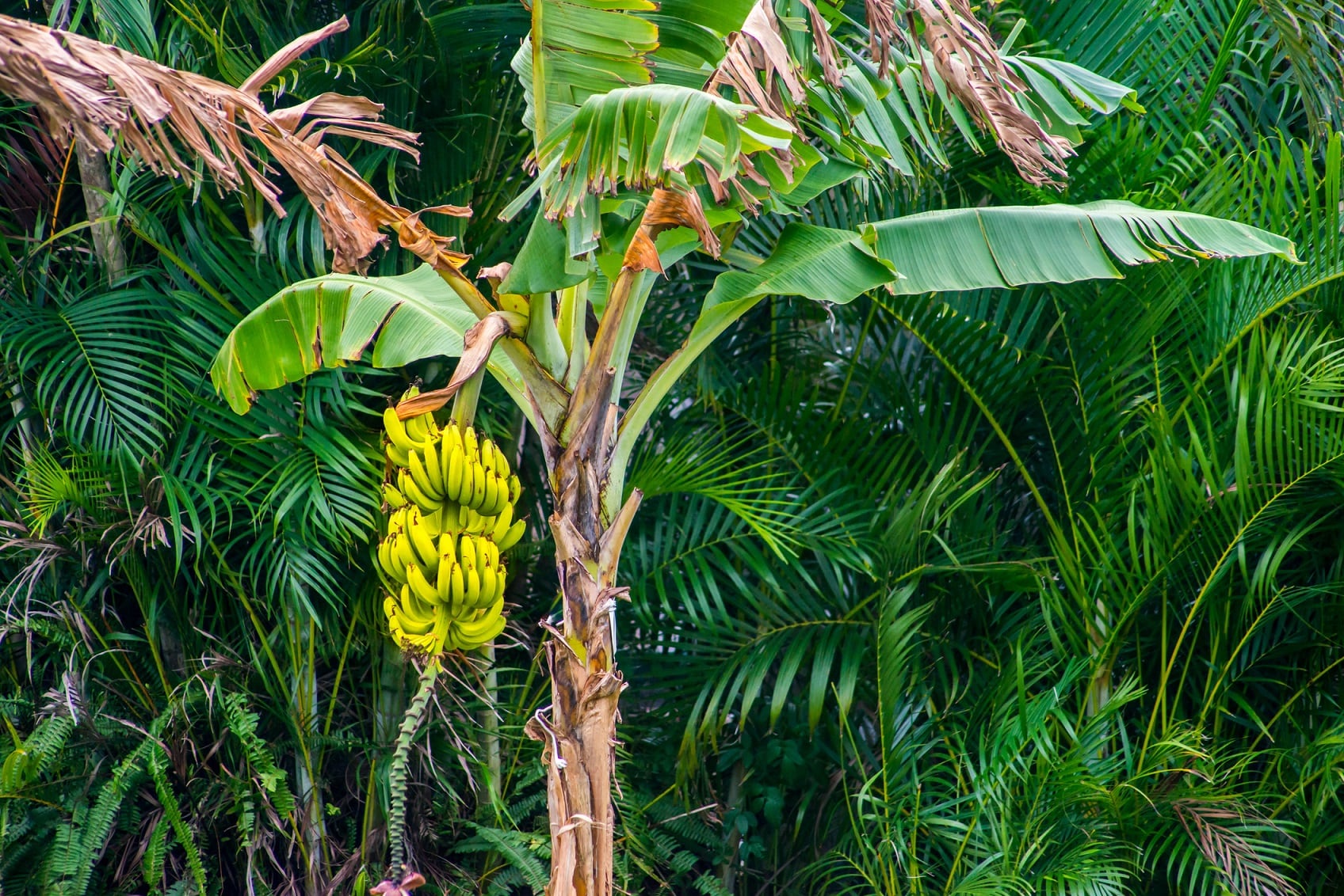 Brazilian-biotech-lab-creates-dish-from-banana-waste.jpg