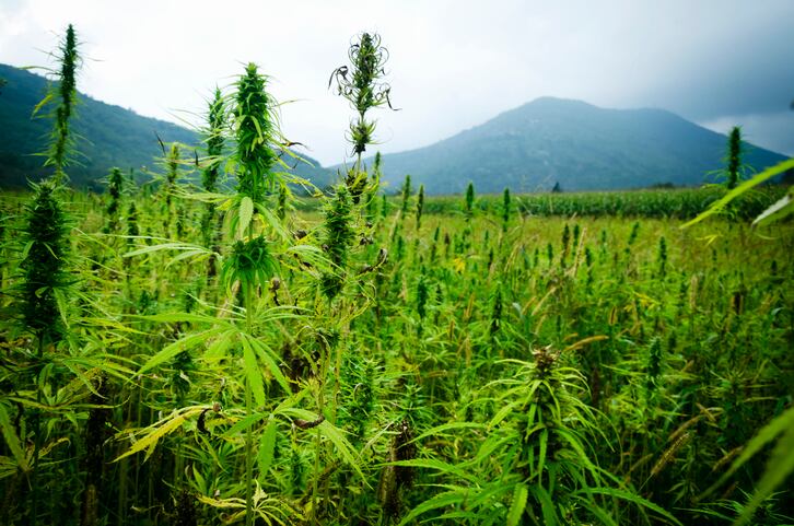 The CBD Readiness Index