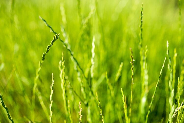 Extracting protein from grass: ‘It should be cheap to buy, offer good functionality in food, and it must be tasty’