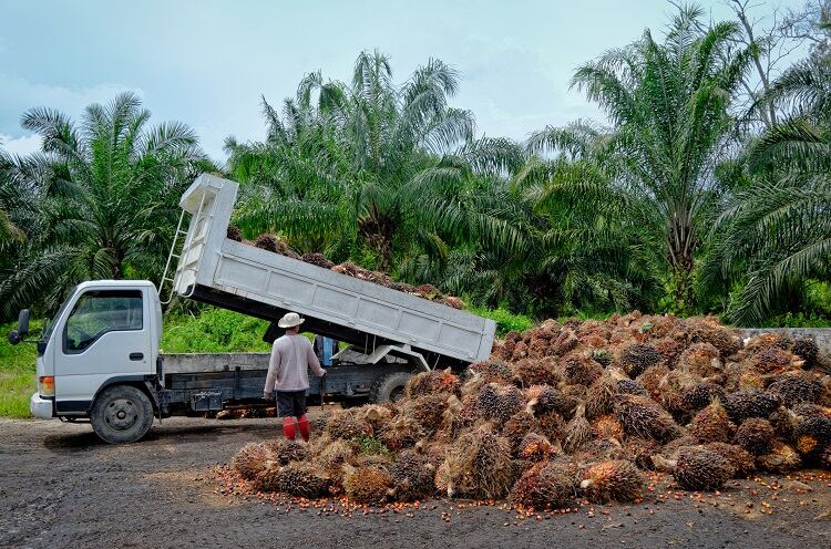 The moment of ‘ground truth’: Unilever pilots Orbital tech to boost transparency in palm oil and soy