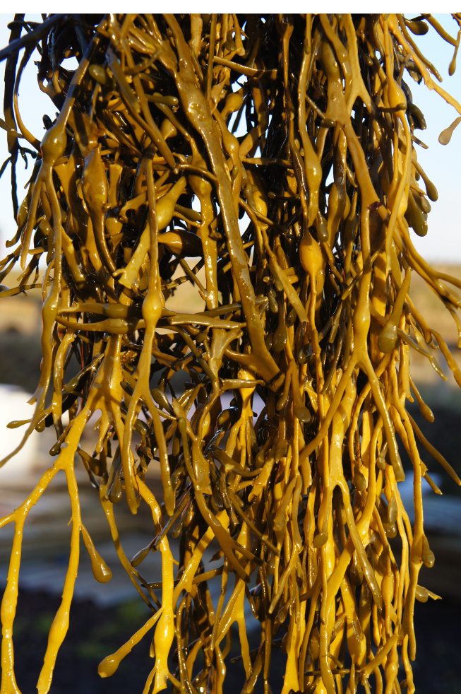 Fresh-Asco-Seaweed-from-Seaweed-Co.png