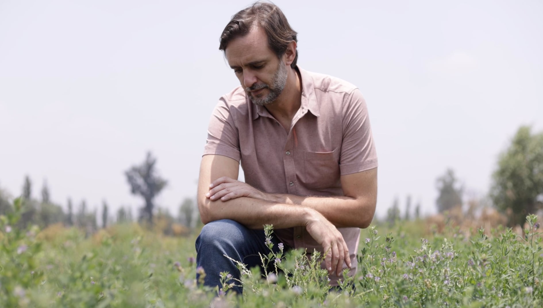 Alfalfa-based egg white alternative inches closer to market