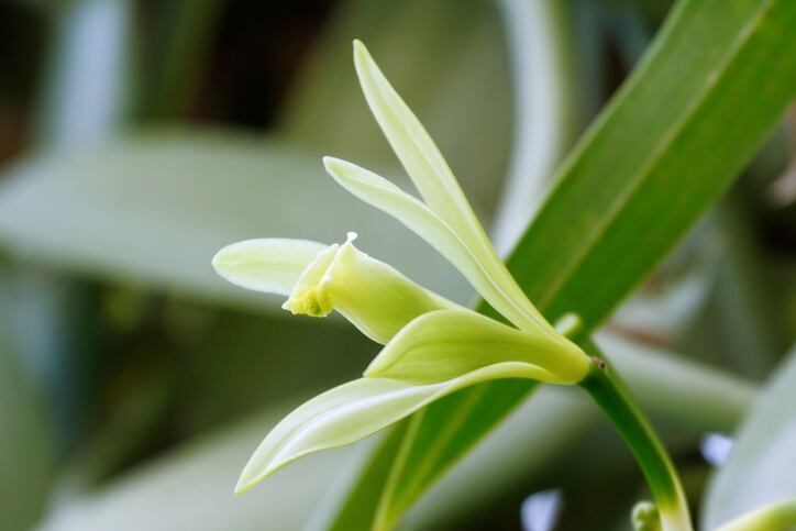 'Vanilla is like wine, and Mexican vanilla has chocolate and spicy notes,' says Zanilli