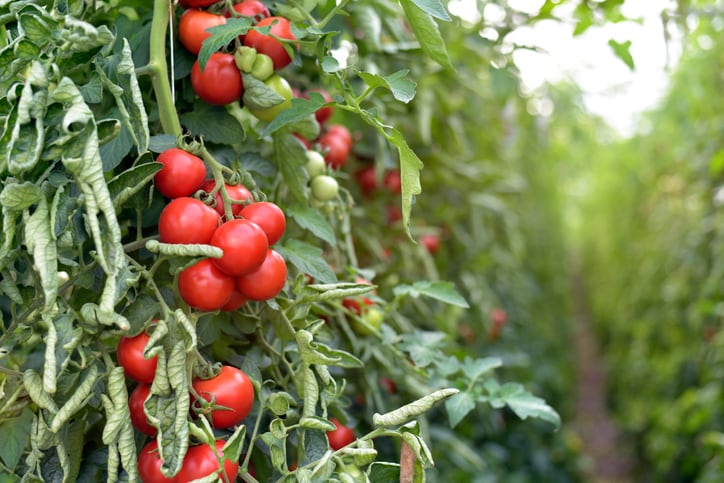 Gene-editing could create spicy tomatoes: ‘Unlike GMO, this technology will benefit the whole of society, not just big biotech companies’