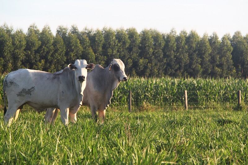 Searching for sustainable agri-food production in Brazil
