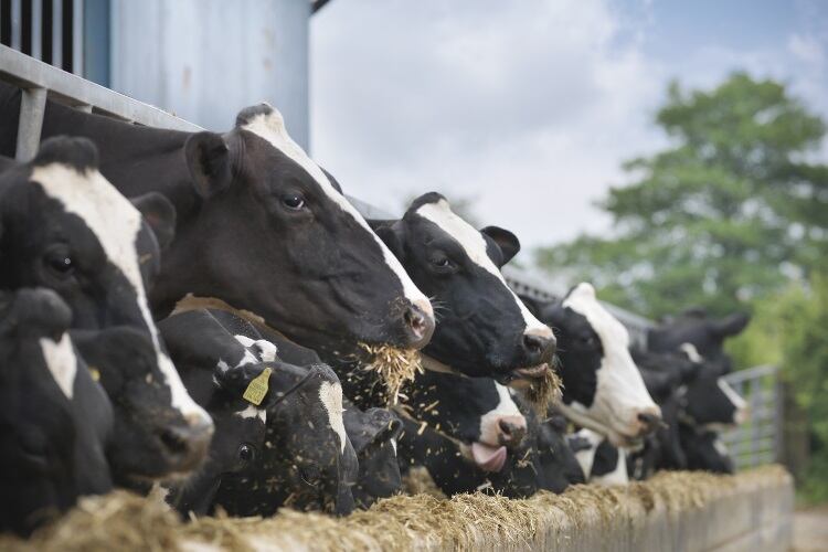 Cargill commits to sustainability in annual report