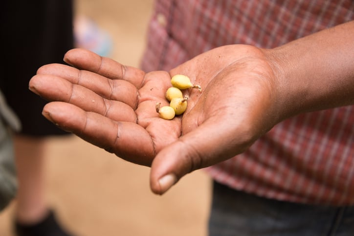 cardamom-pods-in-hand-NLink.jpg