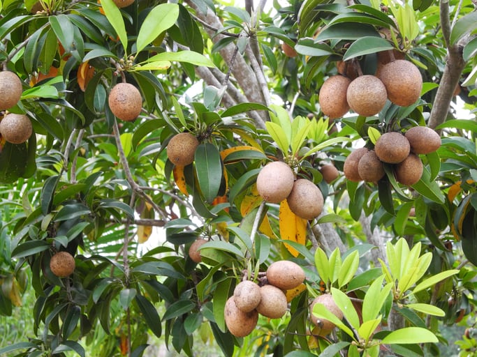 chiko-sapote-fruit-sapodilla-tree-Vladimir-Zakharov.jpg