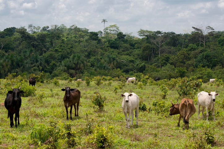 Strict environmental regulations helped Brazil's farmers produce more