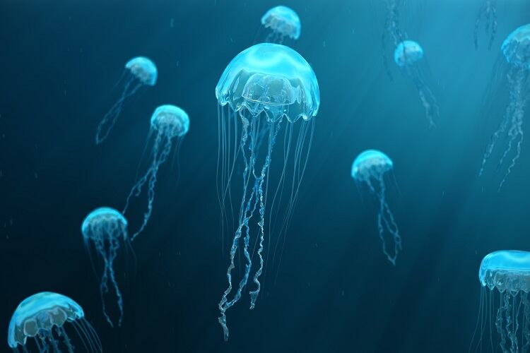 Jellyfish-A-new-sustainable-nutritious-and-oyster-like-food-for-the-Western-world.jpg