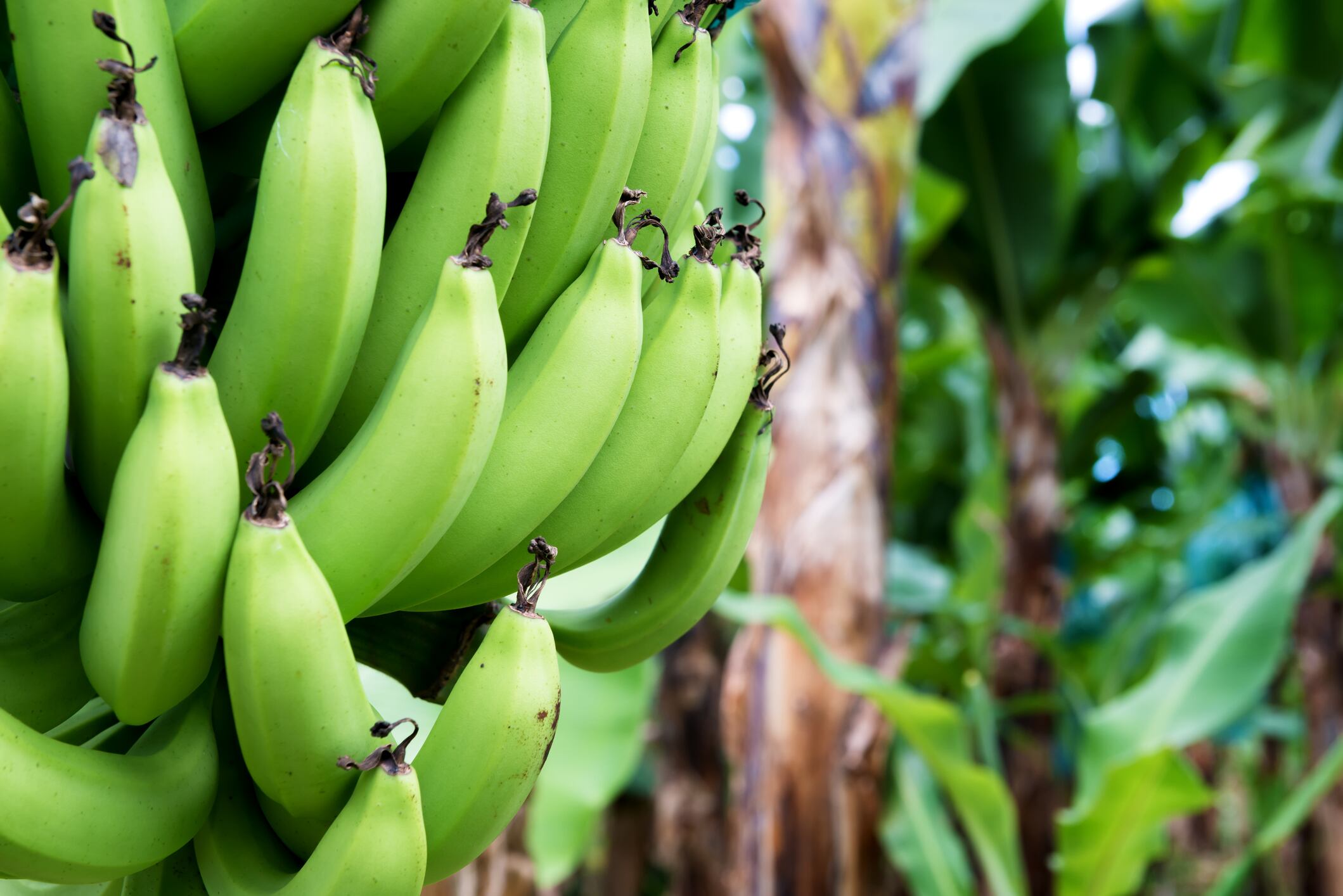 Ecuadorian banana association partners with UK’s It’s Fresh! for supply chain tech