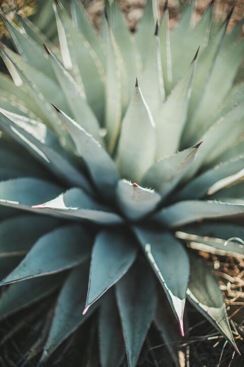 agave-getty-annieotzen.jpg