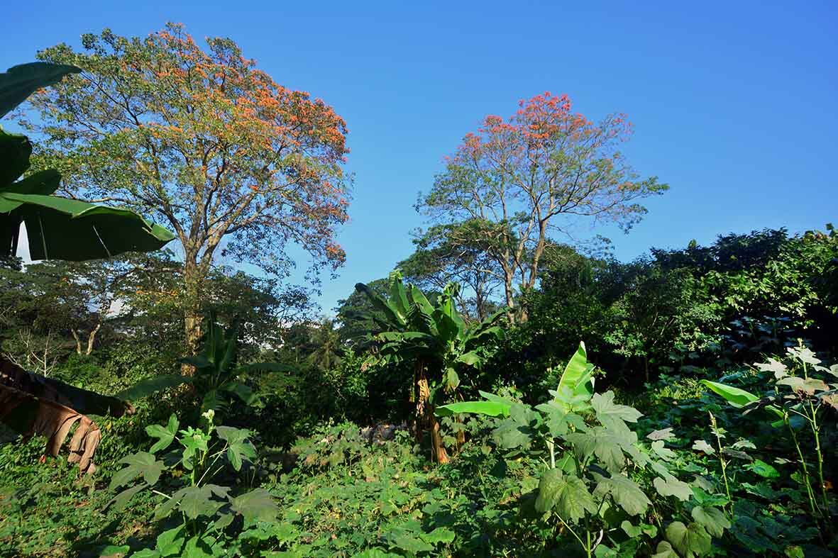 Swiss organic cocoa processing factory PRONATEC stays ahead of the curve as Europe prepares for new deforestation laws