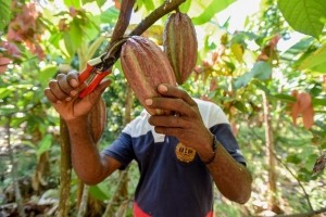 cocoa farmer colombia