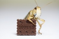 cricket and cookie. insect protein in baking, chocolate, Fernando Trabanco Fotografía