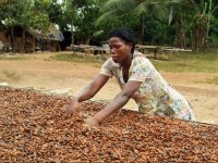 A cocoa farmer dries her beans in Ghana. Pic: Rainforest Alliance