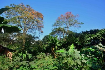 PRONATEC sources its organic cocoa beans from the tropical forests in the Dominican Republic. Pic: PRONATEC