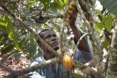 Fairtrade’s network of small producers and workers in Latin America is assessing the impact of the recent hurricanes on cocoa crops. Pic Fairtrade Foundation