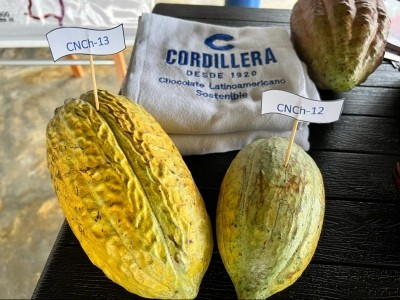 Chocolate Cordillera became the first private company in Colombia to register two new cacao varieties (CNCH12 and CNCH13). Pic: CN