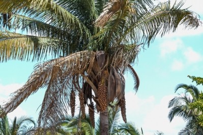 Babassu palms growing in Piaui, Brazil. © GettyImages/phelder2006