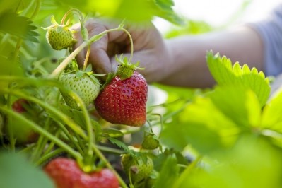 Danone Mexico to supply half its strawberries for food production by 2023