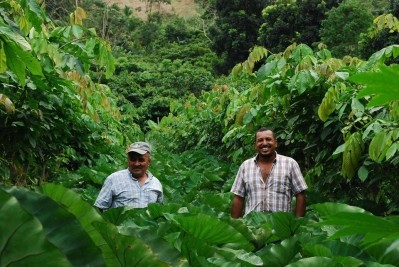 Honduran farmers grow taro among alleys of Inga trees. © The Inga Foundation