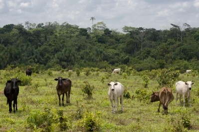 Cattle grazing in the Brazilian Amazon. © GettyImages/edsongrandisoli