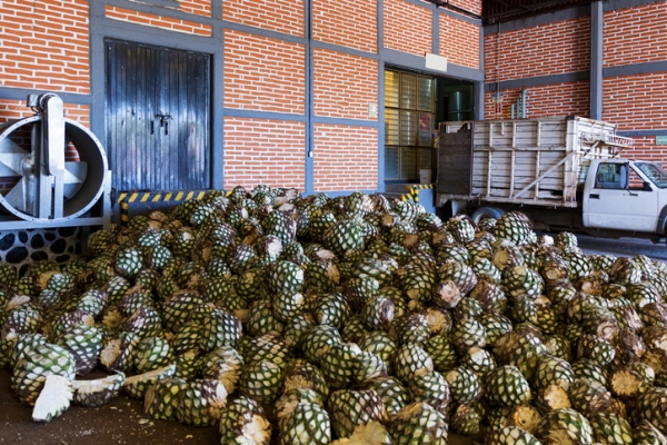 Agave piles in Tequila distillery, Jalisco, Mexico  zstockphotos